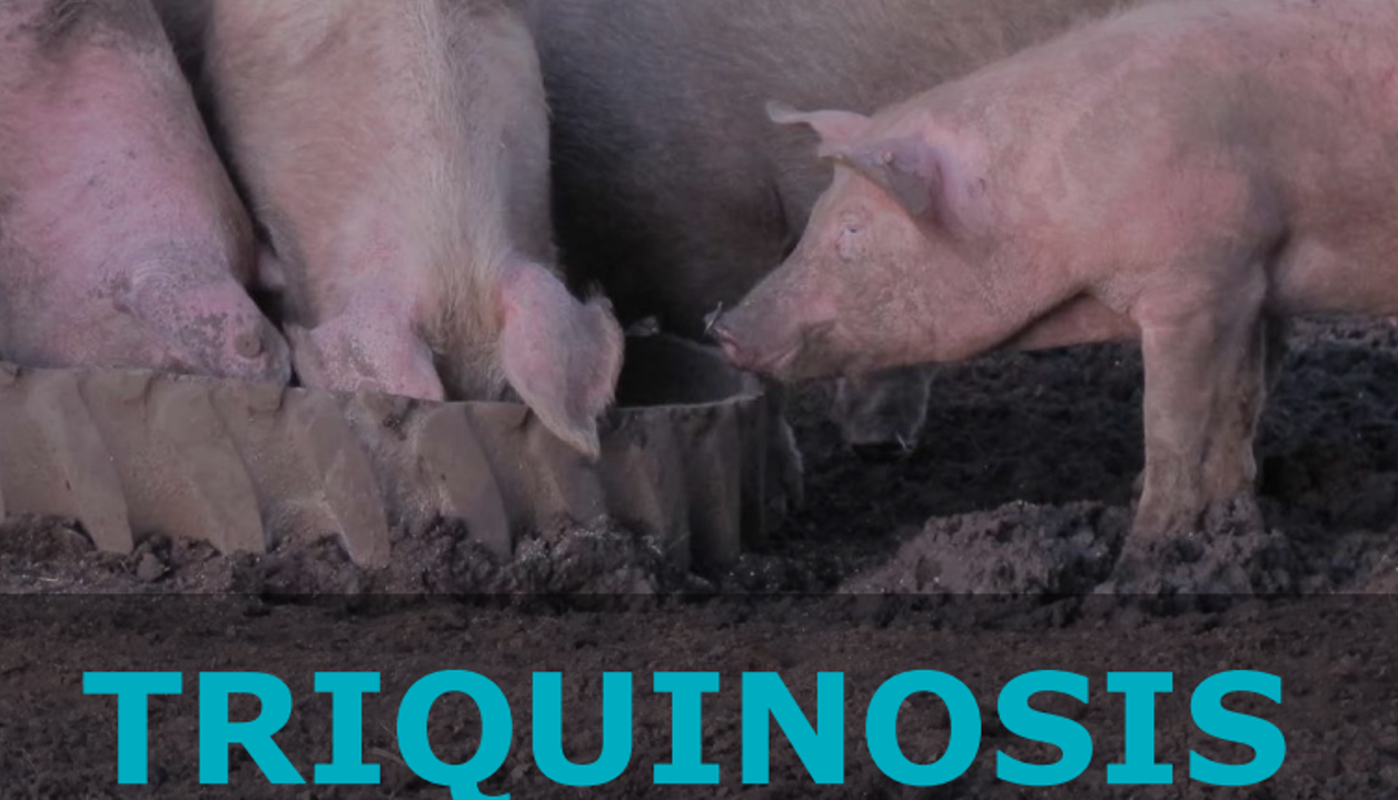 Semana de Lucha contra la Triquinosis en Argentina