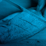 Screenshot 2026-03-31 at 23-47-45 Consumo seguro de pescado - Agencia Santafesina de Seguridad Alimentaria